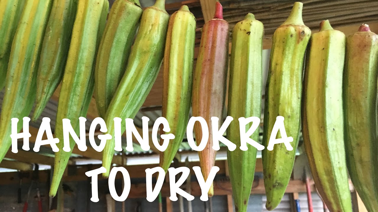 SAVING OKRA SEED - trying something new