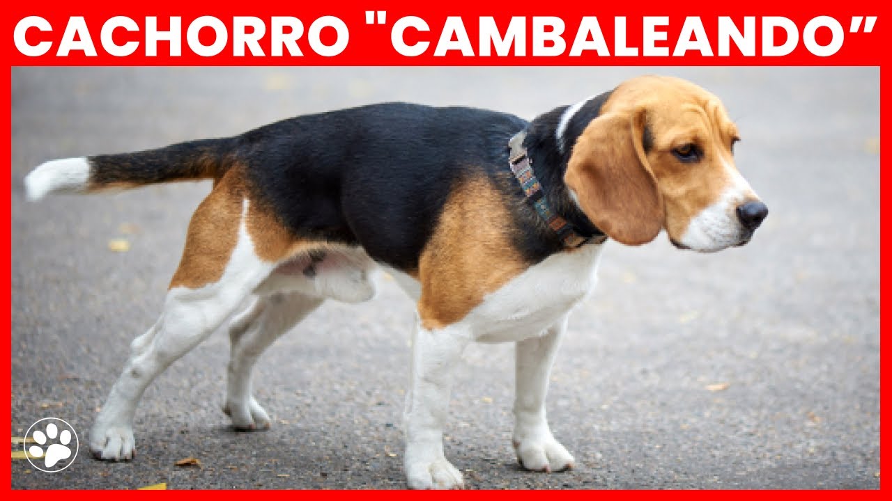 Cachorro 'cambaleando': 10 CAUSAS e tratamentos