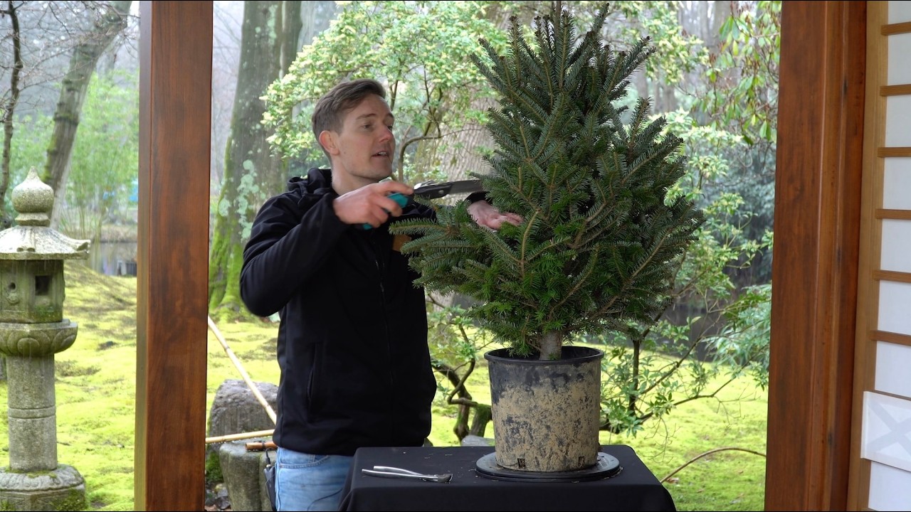 From Christmas tree to Bonsai