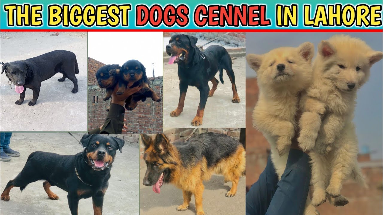 The  Biggest Dogs Kennel Huski Gsd Rottweiler for Sale February 20, 2026