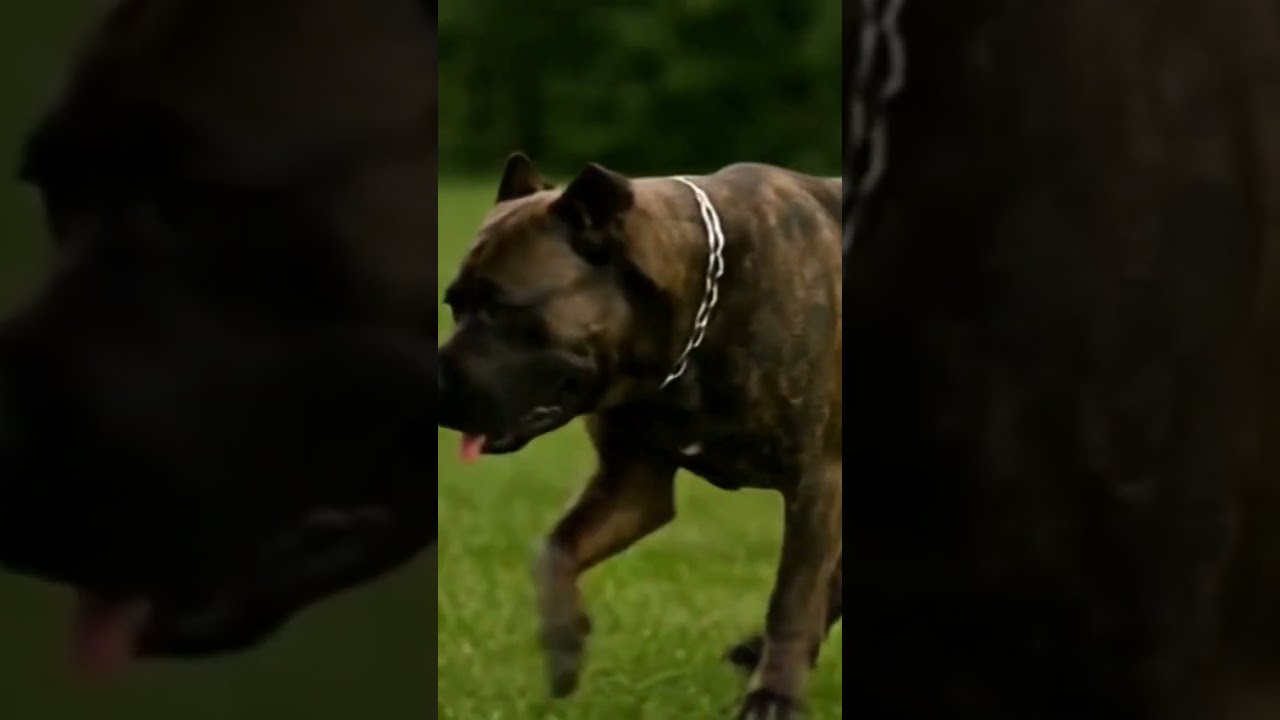 bandog