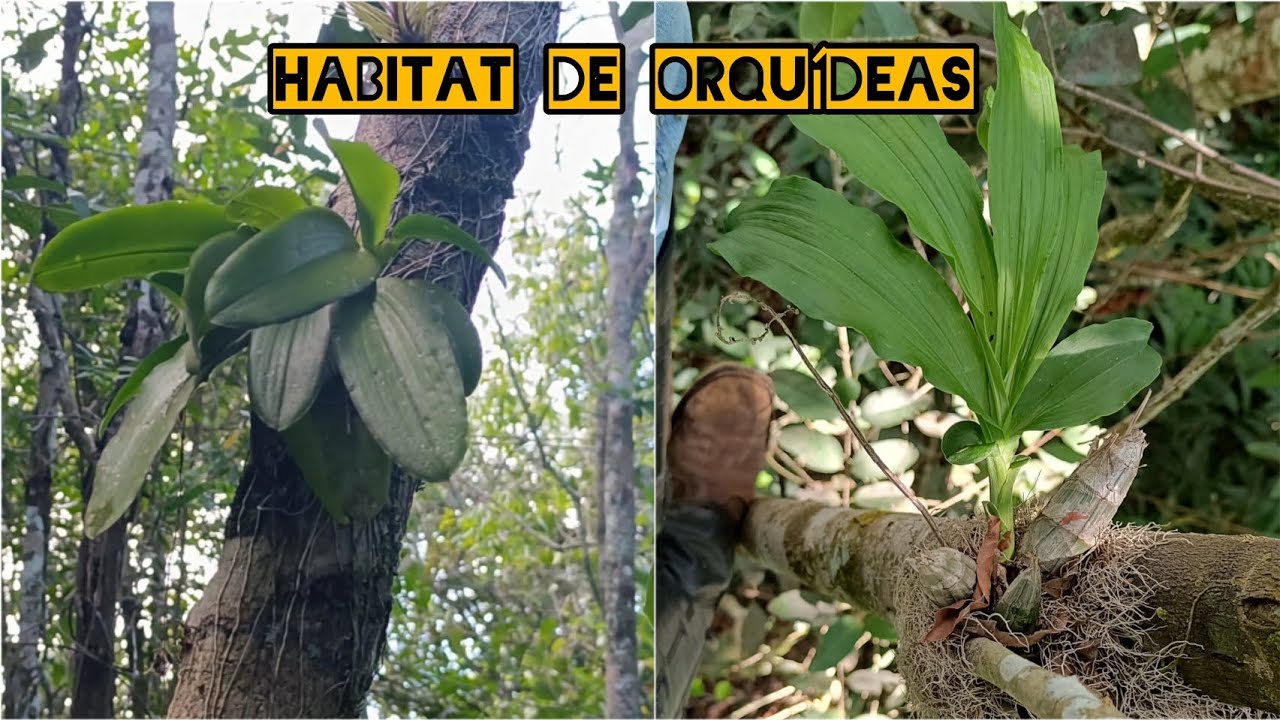🌼Mais um habitat com muita variedade de orquídeas em meio a natureza ❤️❤️