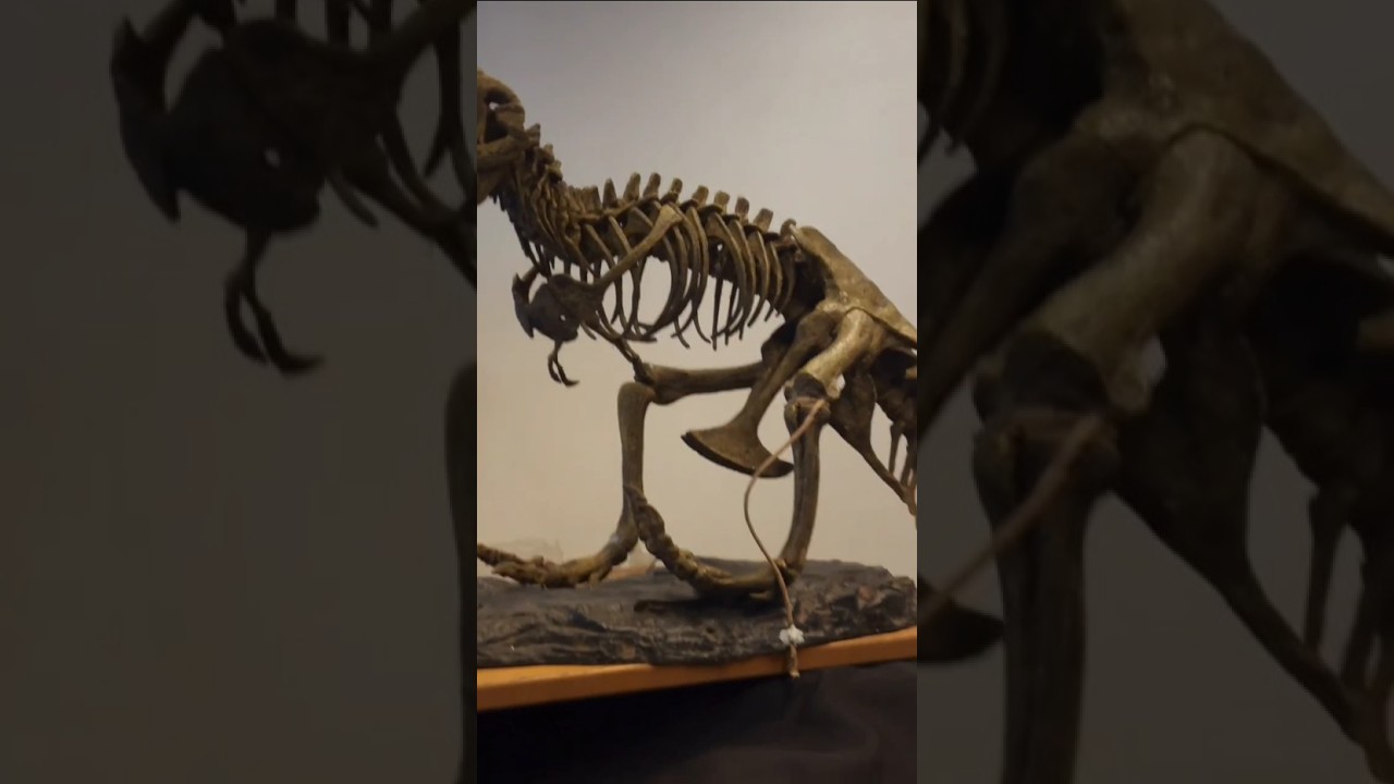 Dinosaurios #evento #polanco #arte  #jur&aacute;sico #maikymack