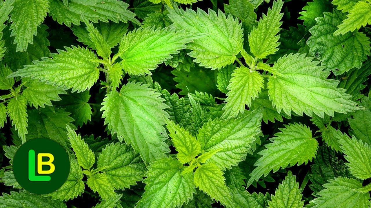Evo šta sve leči kopriva i kako se koristi