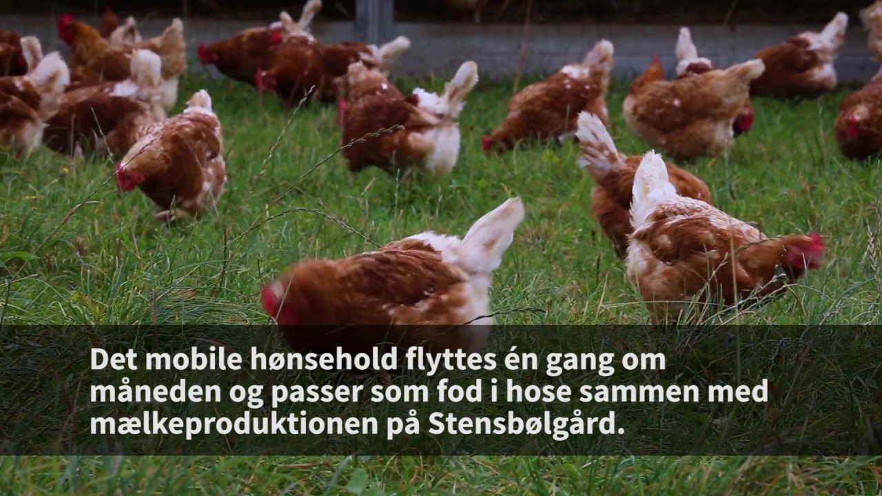 Mobilt hønsehold på Stensbølgård