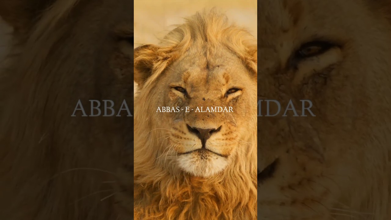 Kon Hai Hazrat Abbas Ibn Ali #ali #abbas #hazratali #hazratabbas #islamic #shorts #shia #lion #islam