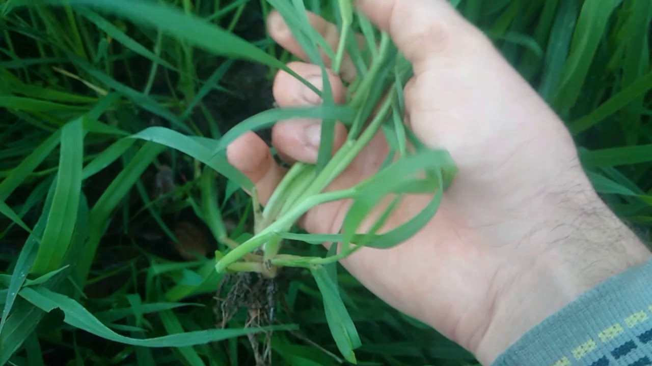 Yulaflarda Kardeşlenme Zamanı