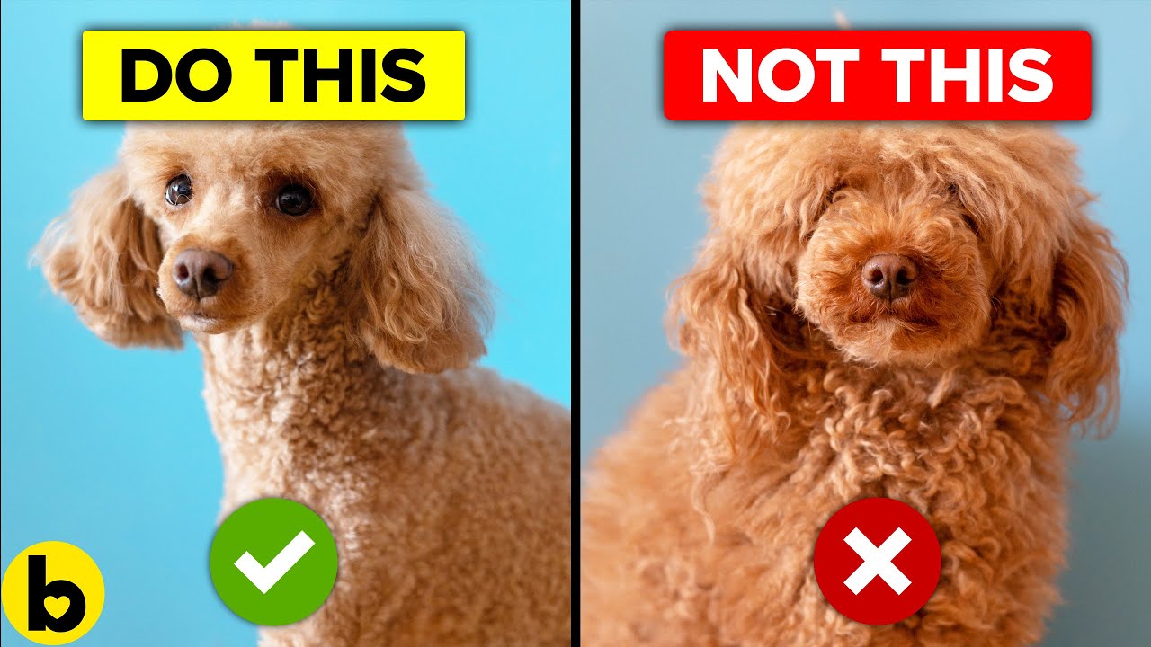 5 Important Tips To Make Your Pets Happy & Healthy