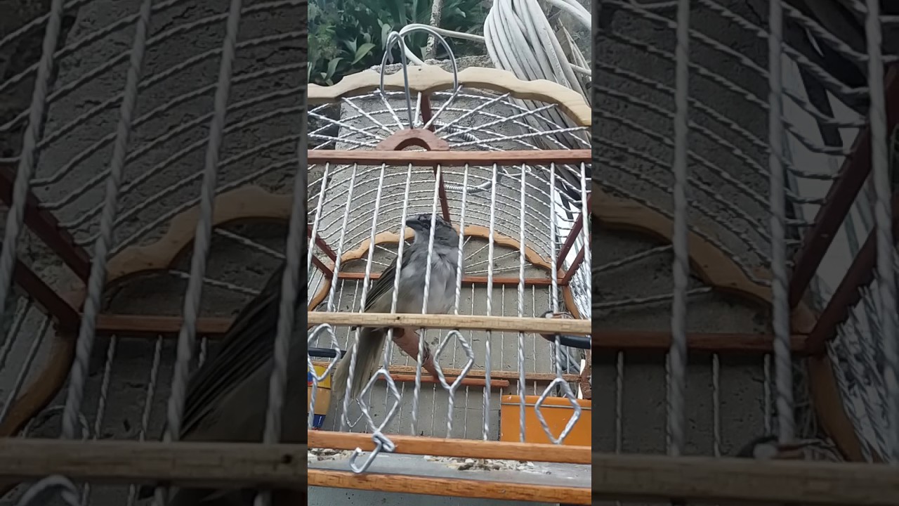 tumba yegua el rastrillo del yanca