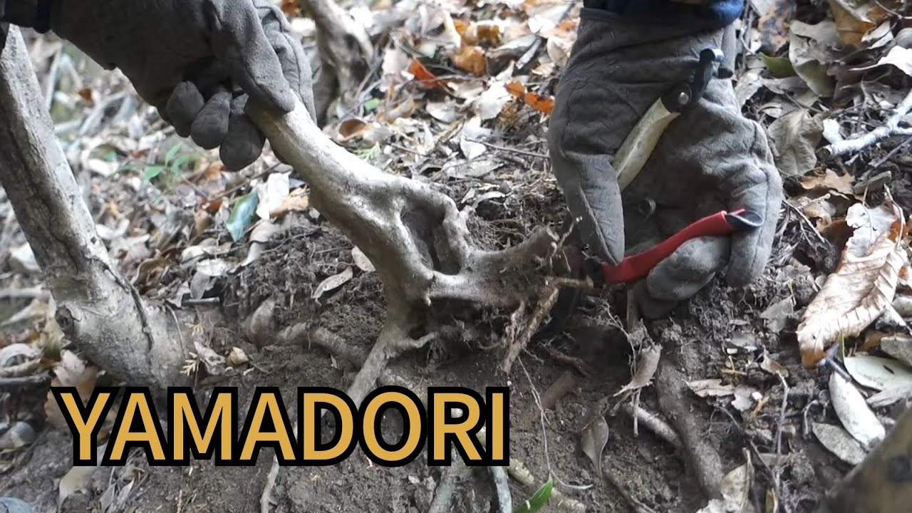 YAMADORI/山採り 【ウロのあるオンツツジ】 ♯661