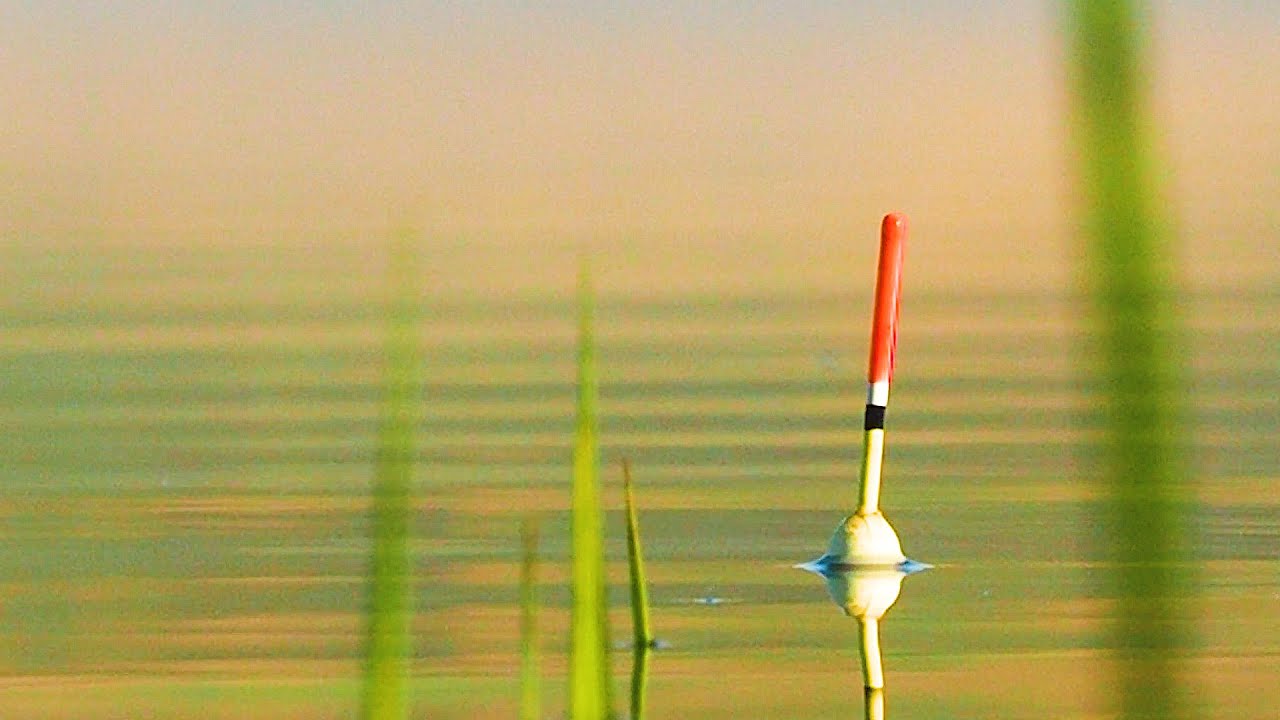 Рыбалка на утренней зорьке на поплавок! Поклевки на поплавок крупным планом!