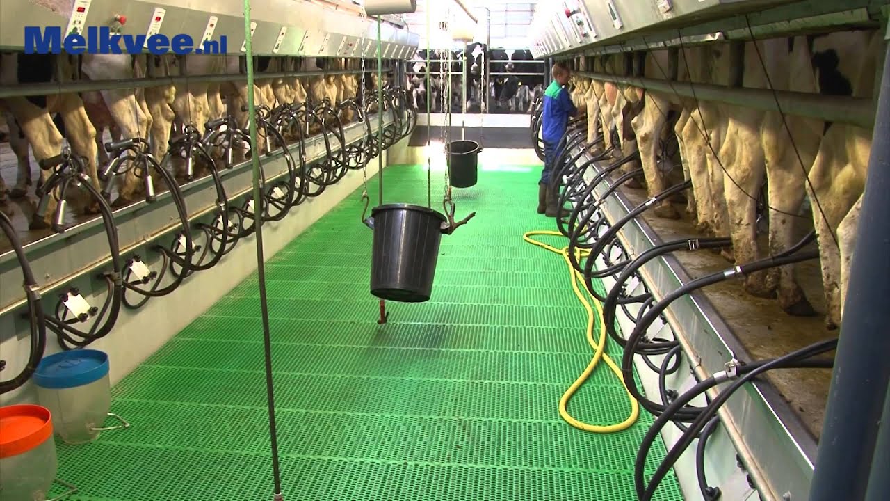 Melken 2x18 GEA WestfaliaSurge Rapid Exit met voeren bij Batenburg te Giethoorn