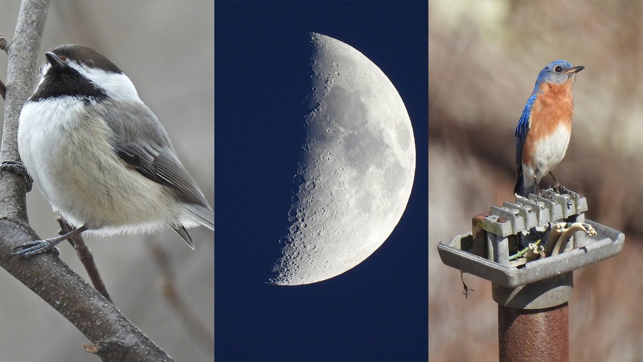 Nikon P950 Unedited 4K Footage Quality Test (Sample Video and Photos)