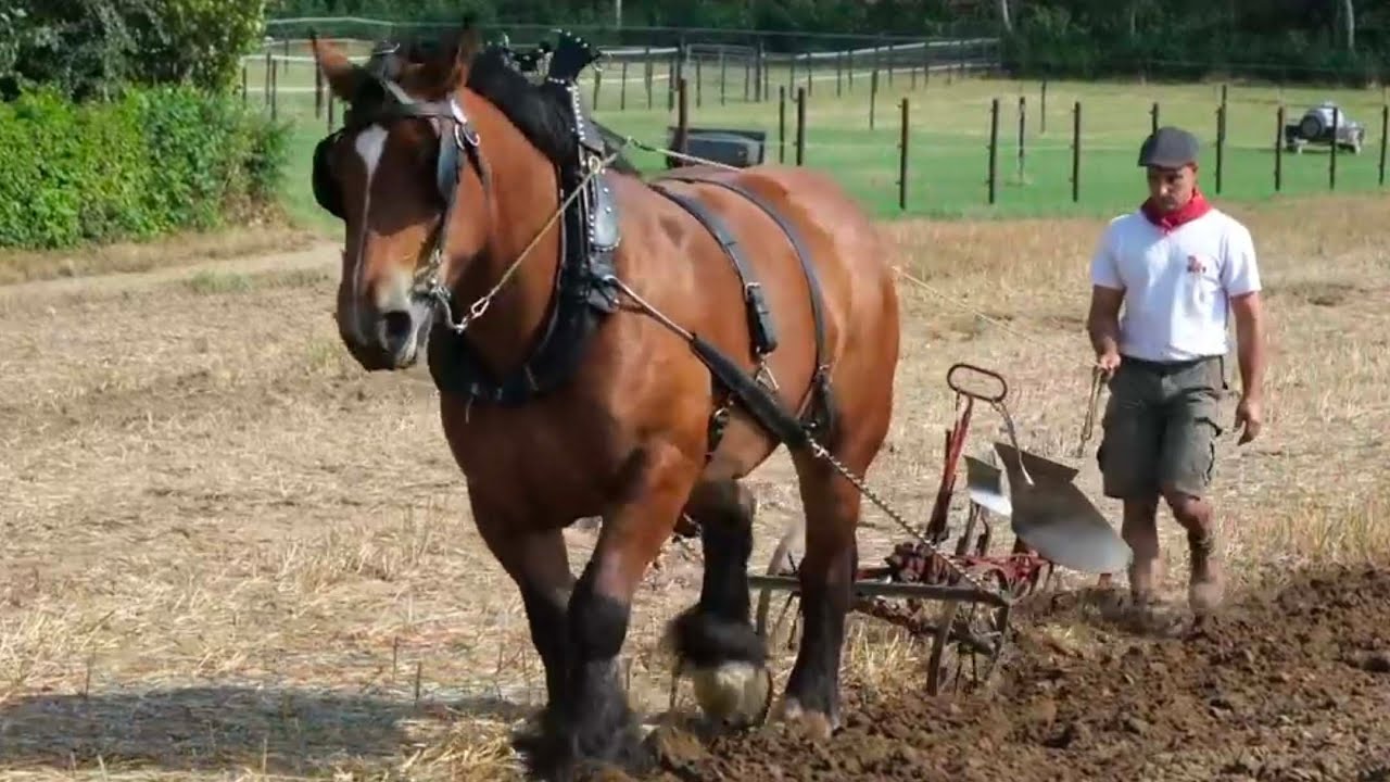 Specialists give a demonstration horse plowing
