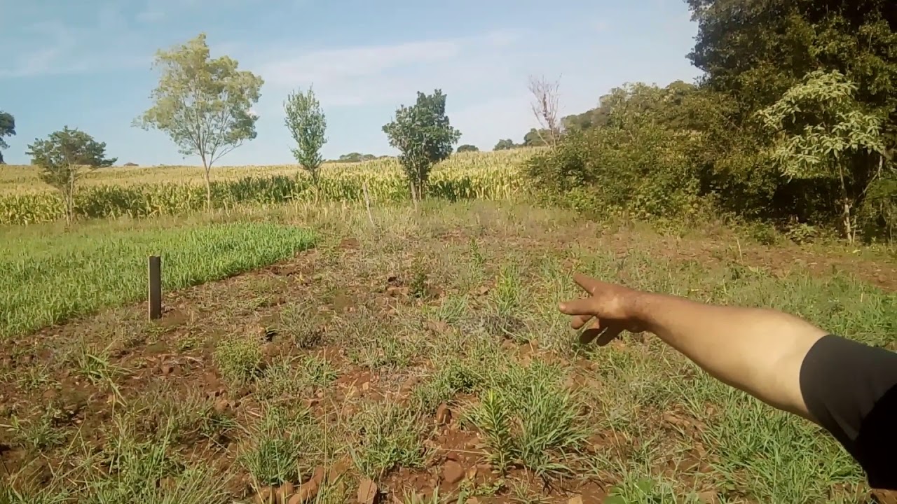 limpa de mandioca em Miragua&iacute; RS