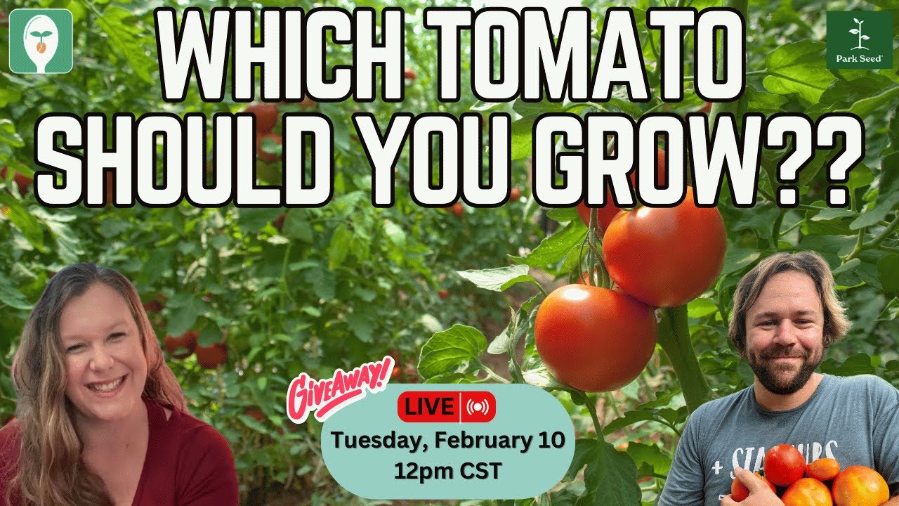 All About Tomatoes: Choosing the Right Varieties for Your Garden & Kitchen