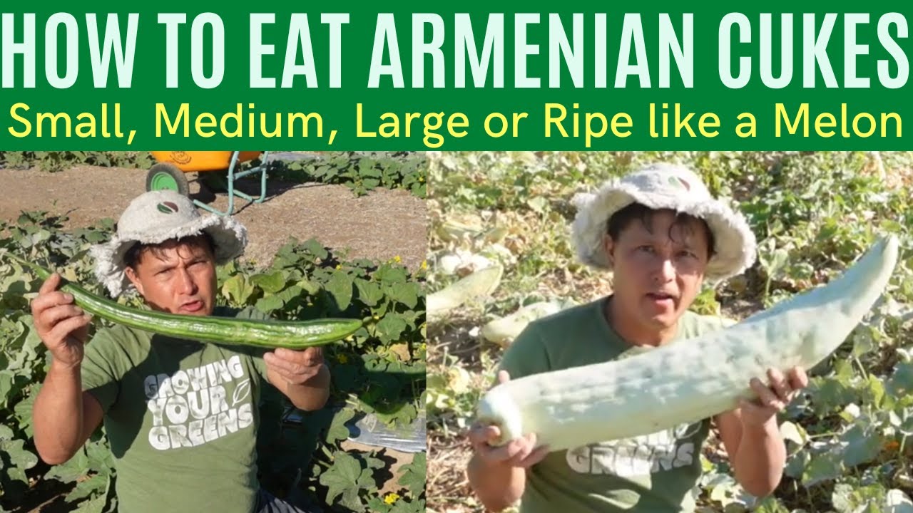 How to Harvest & Eat Small, Medium and Large Armenian Cucumbers