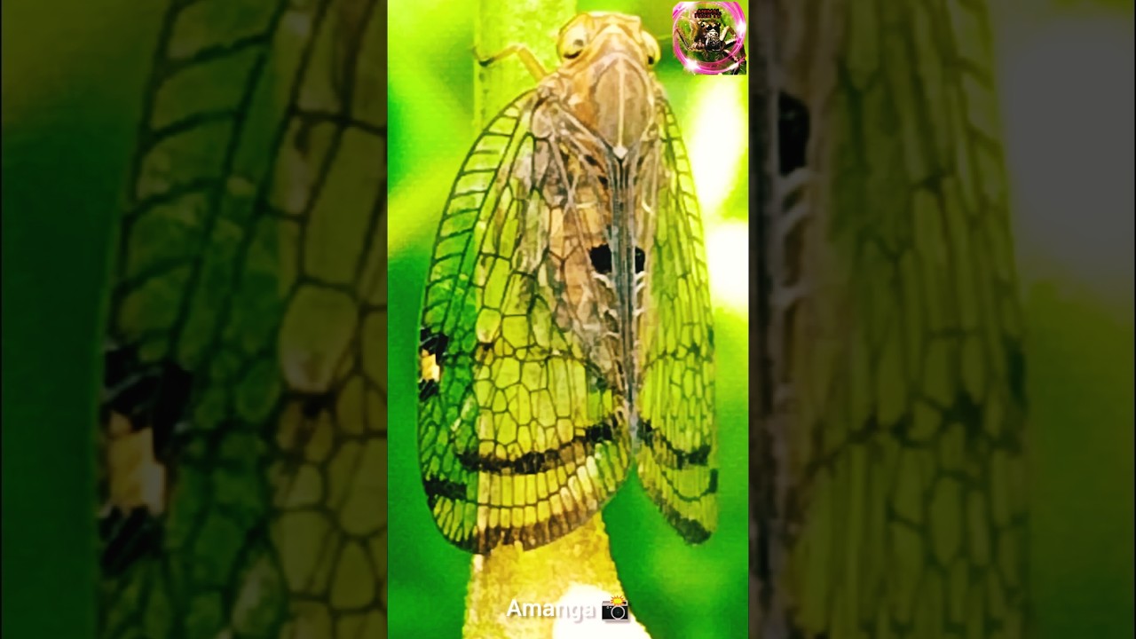 Beautiful insect 🐝 species of Sri Lanka