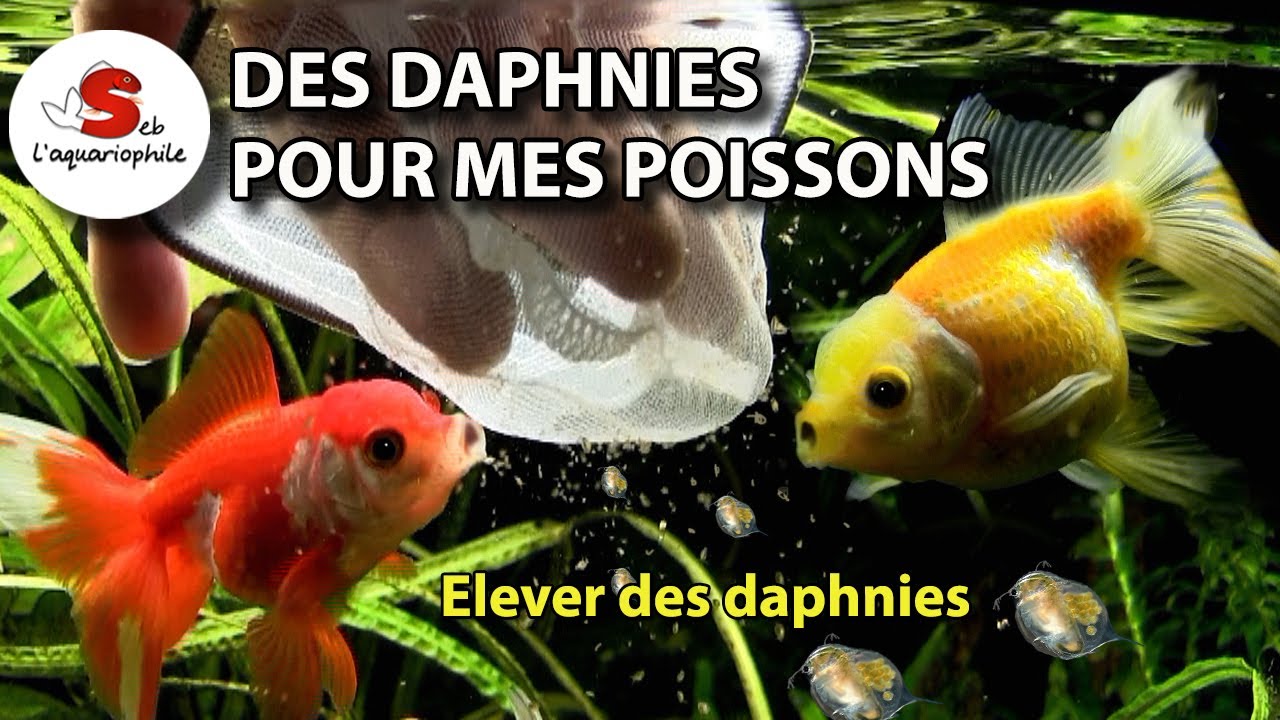 Daphnies- Comment élever des daphnies pour vos poissons d'aquarium . Daphnie pulex et magna .