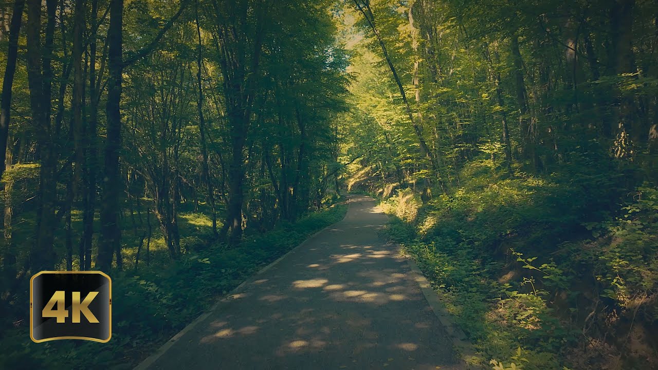 Experience the Serenity of a Relaxing Walk in the Forest | Nature Sounds for Study and Sleep