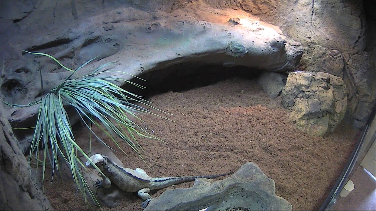Bella the Rhino Iguana 24 hour LIVE CAM!!
