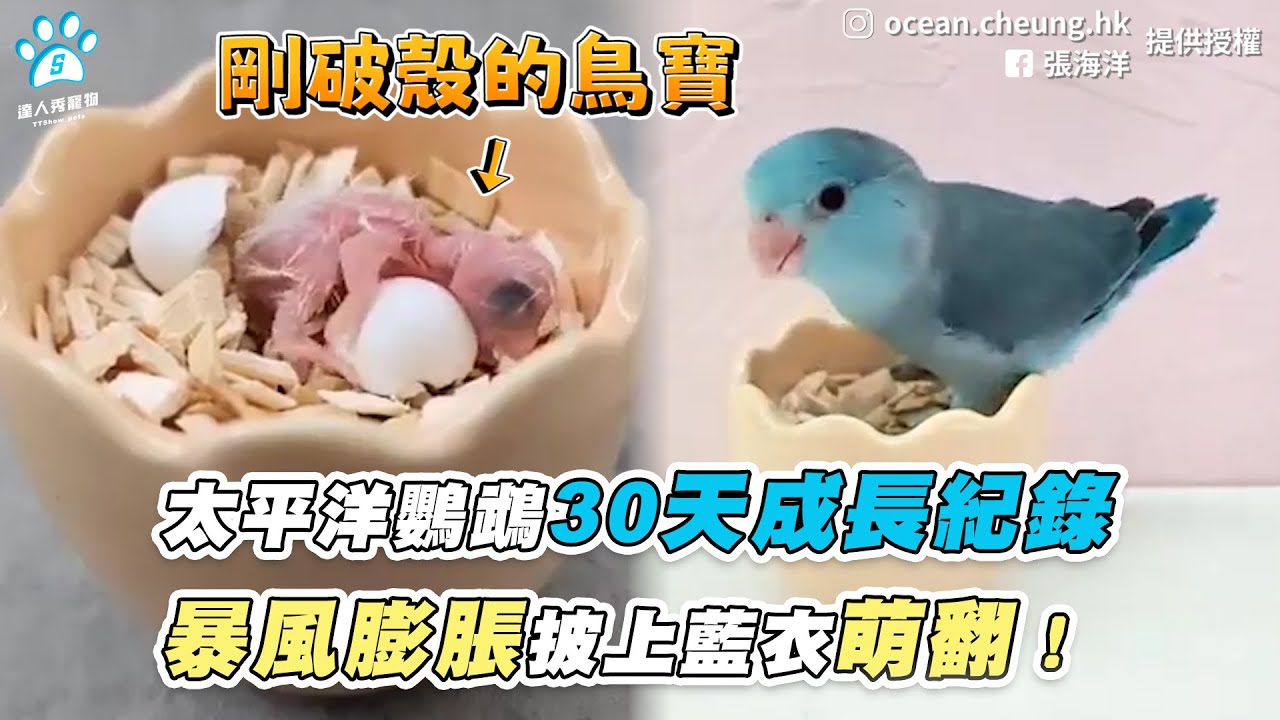 【太平洋鸚鵡30天成長紀錄 暴風膨脹披上藍衣萌翻！】｜FB / 張海洋｜IG / ocean.cheung.hk