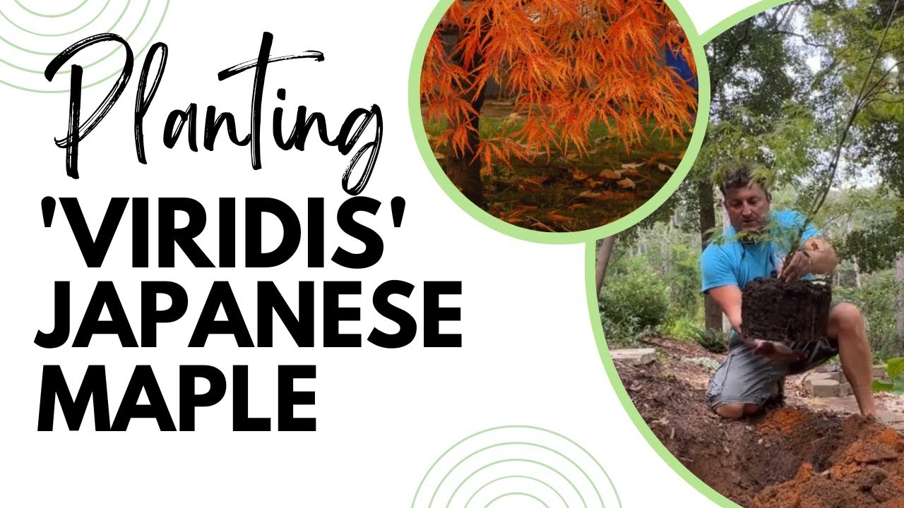 Why You Need a 'Viridis' Dwarf Japanese Maple! #JapaneseMaple
