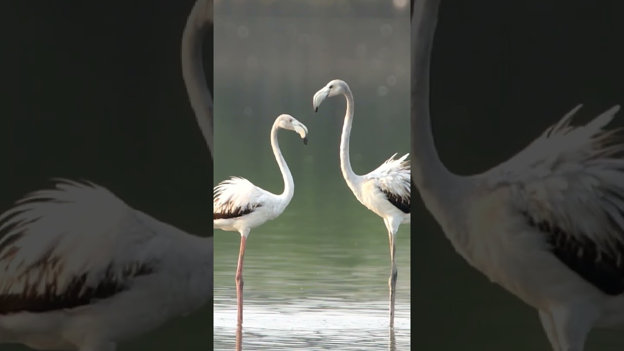Love is in the Air #flamingo #birds #wildlife #birdwatching #nature #love #romantic #photography
