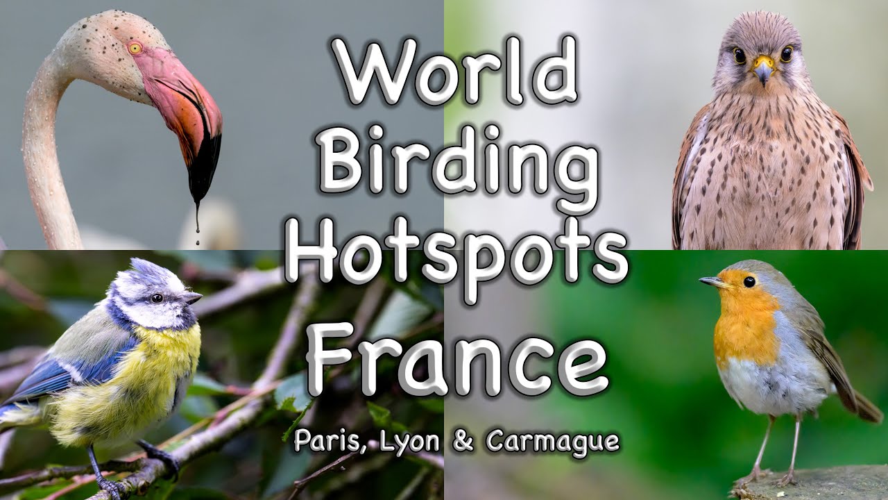 World Birding Hotspots - France. Paris, Lyon and Carmague.