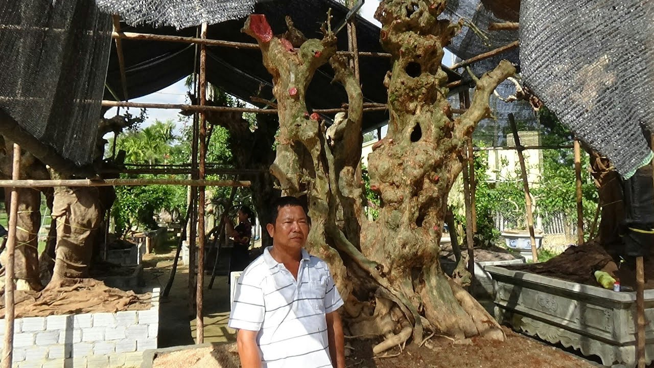 SH.1401.Những bệ Duối khủng và cách chăm sóc để sống 100% ra sao.Anh Tư chia sẻ.