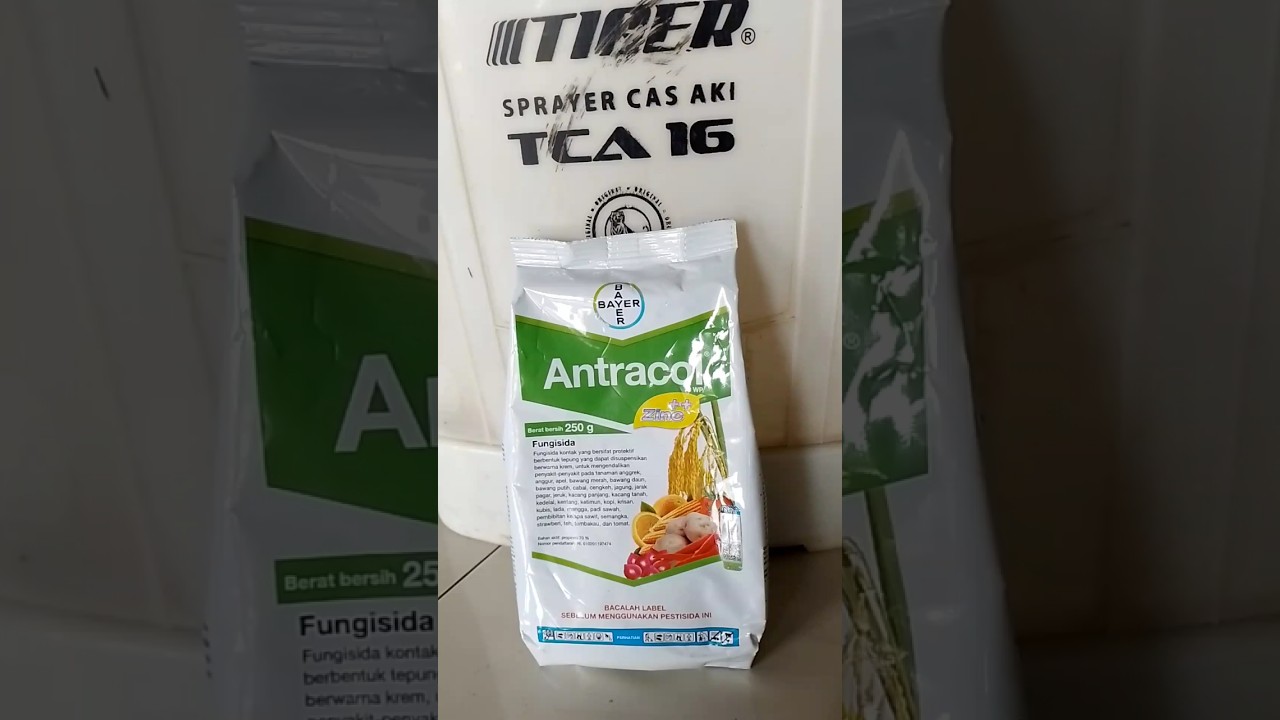 Obat penyakit jamur pada tanaman padi | Antracol 70wp