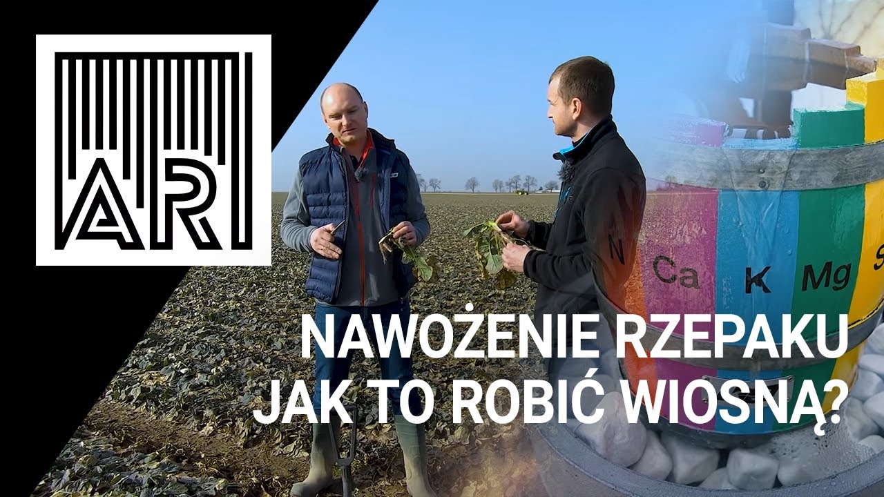 Nawożenie rzepaku. Jak to robić wiosną? || AR #110