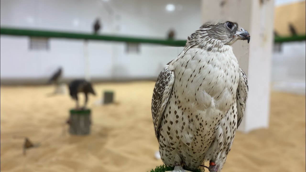 Beautiful Gyr Falcon