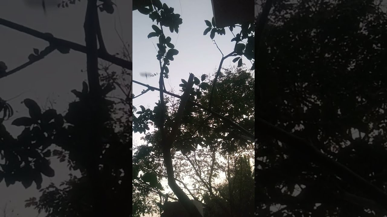 கோழைகள் வரலாறு படைப்பதில் லை