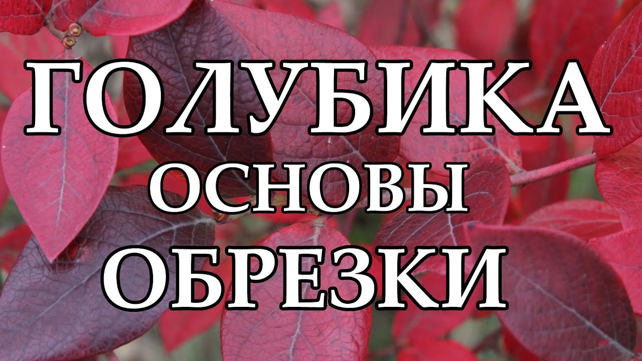 Обрезка молодых и взрослых кустов голубики | Уход за голубикой
