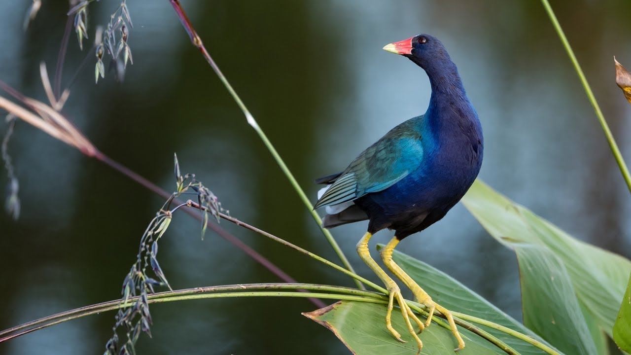 Nikon D850 Nikkor 200-500 - Nikon 500mm F4 Prime - Bird / Wildlife Photography
