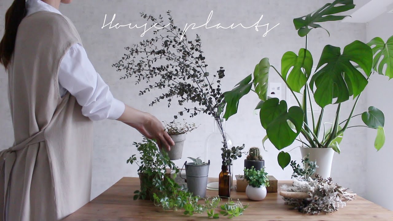 【おすすめ植物】一人暮らしのお部屋においている観葉植物