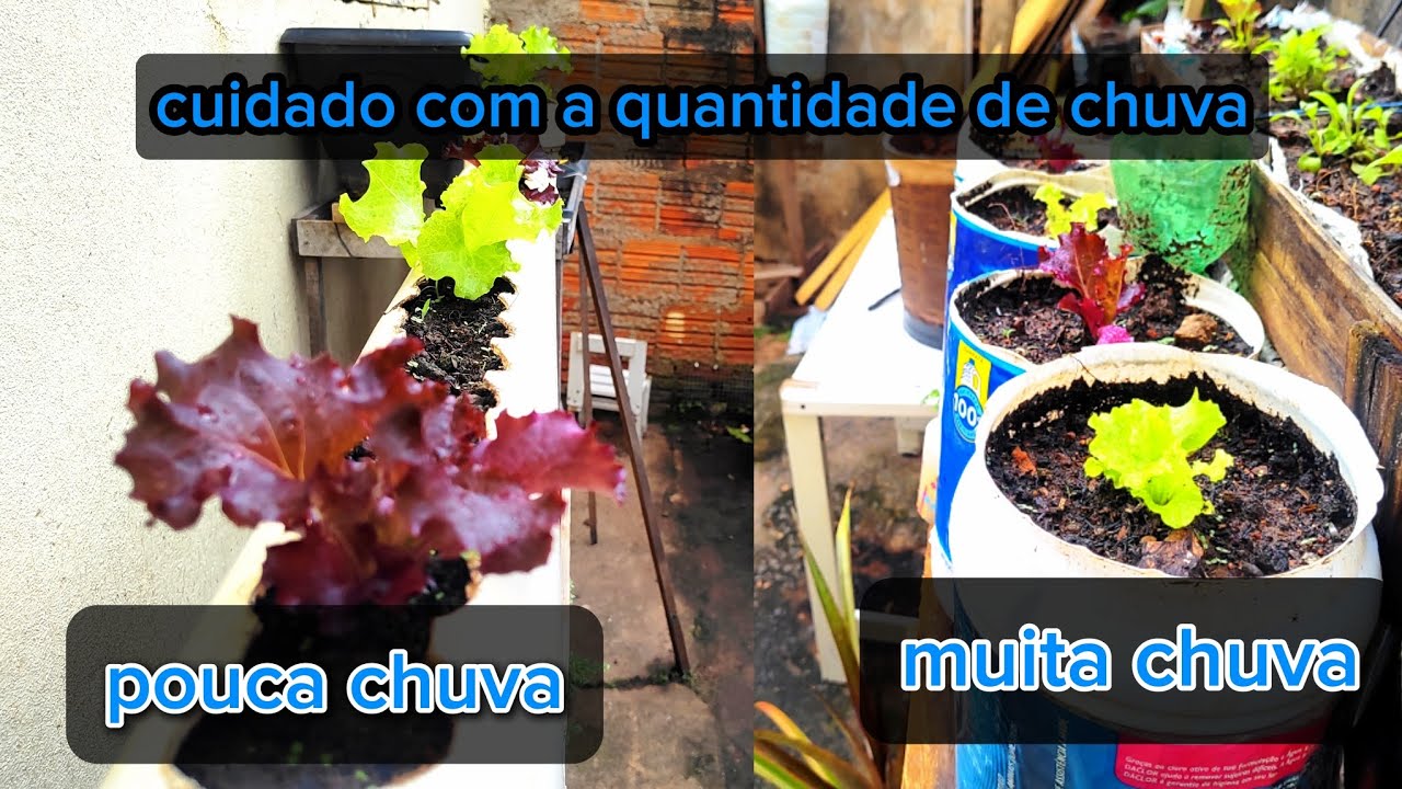 Chuva demais pode atrasar o crescimento da horta?