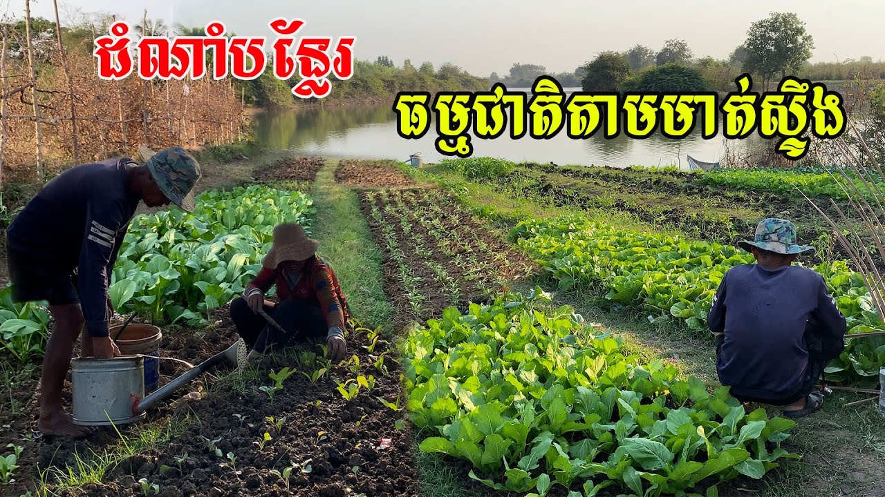 មួយកន្លែងៗដាំដំណាំច្រេីន​មុខ​មានទាំងផ្កាទៀត​ បន្លែរធម្មជាតិល្អដាំតាមមាត់ស្ទឹង