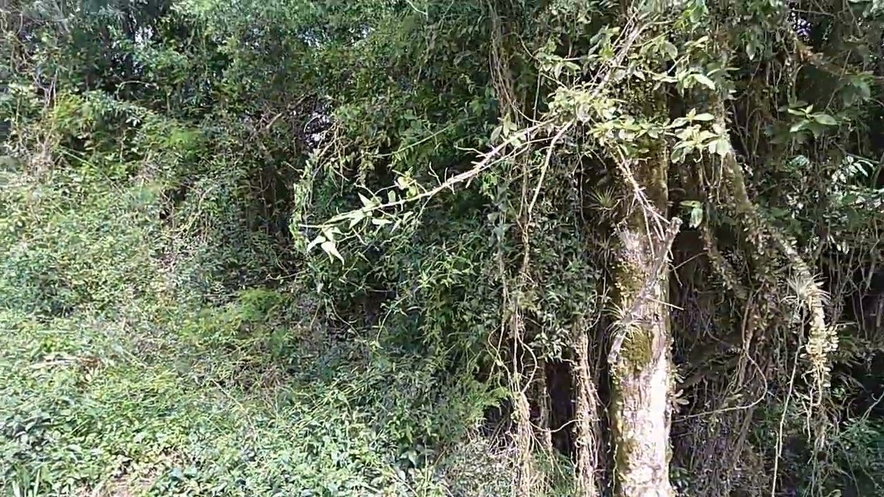 Trinca ferro canta nas matas de aguas claras 