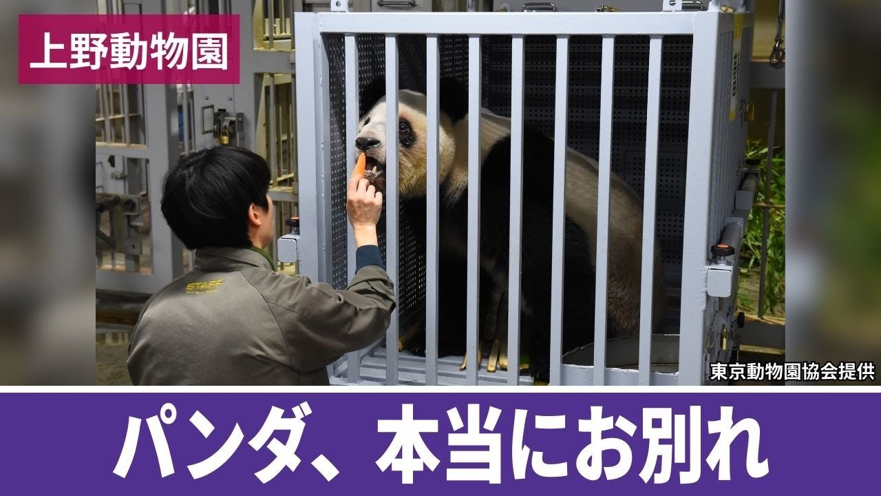 上野動物園のパンダ 本当にお別れ…中国に向けて出発