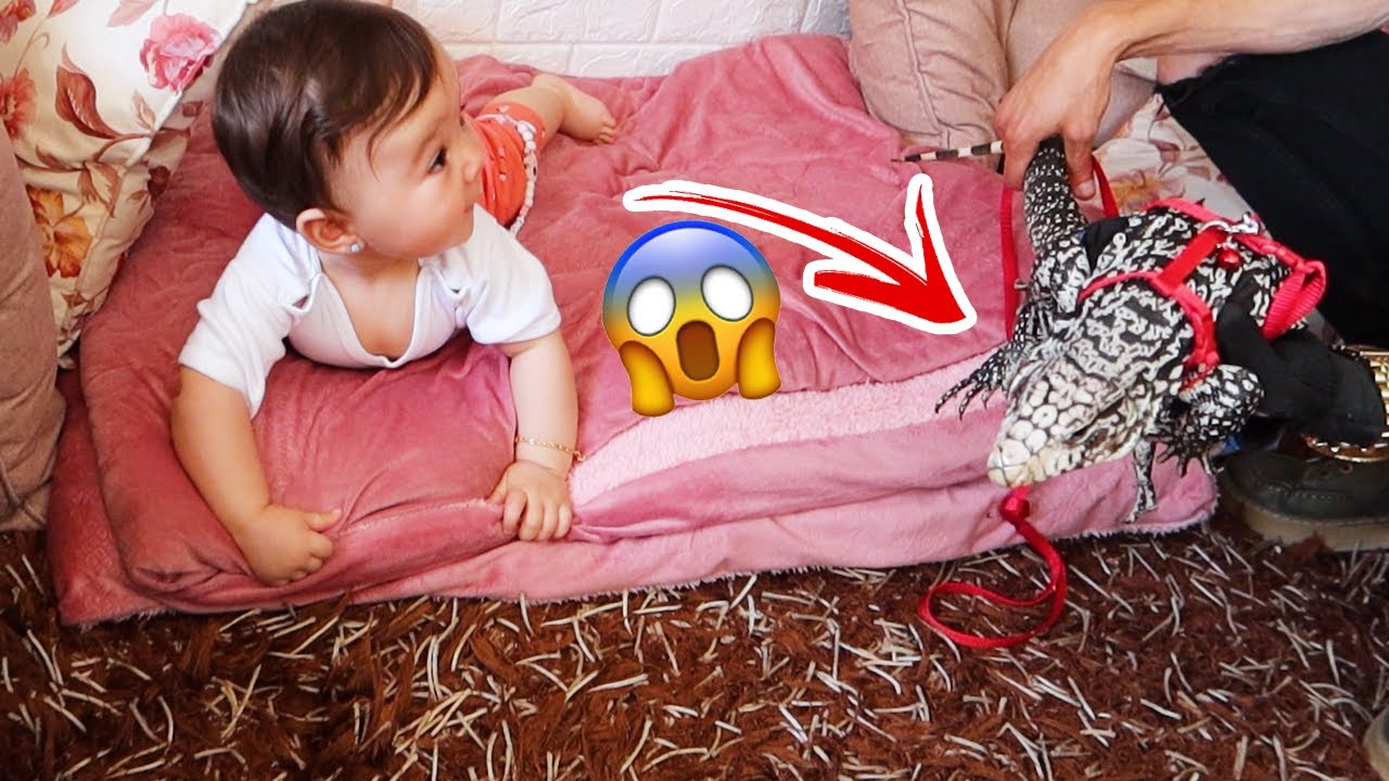 اول مرة بيبي يشوف الديناصور🦖 !! *بدها تعضه 😅