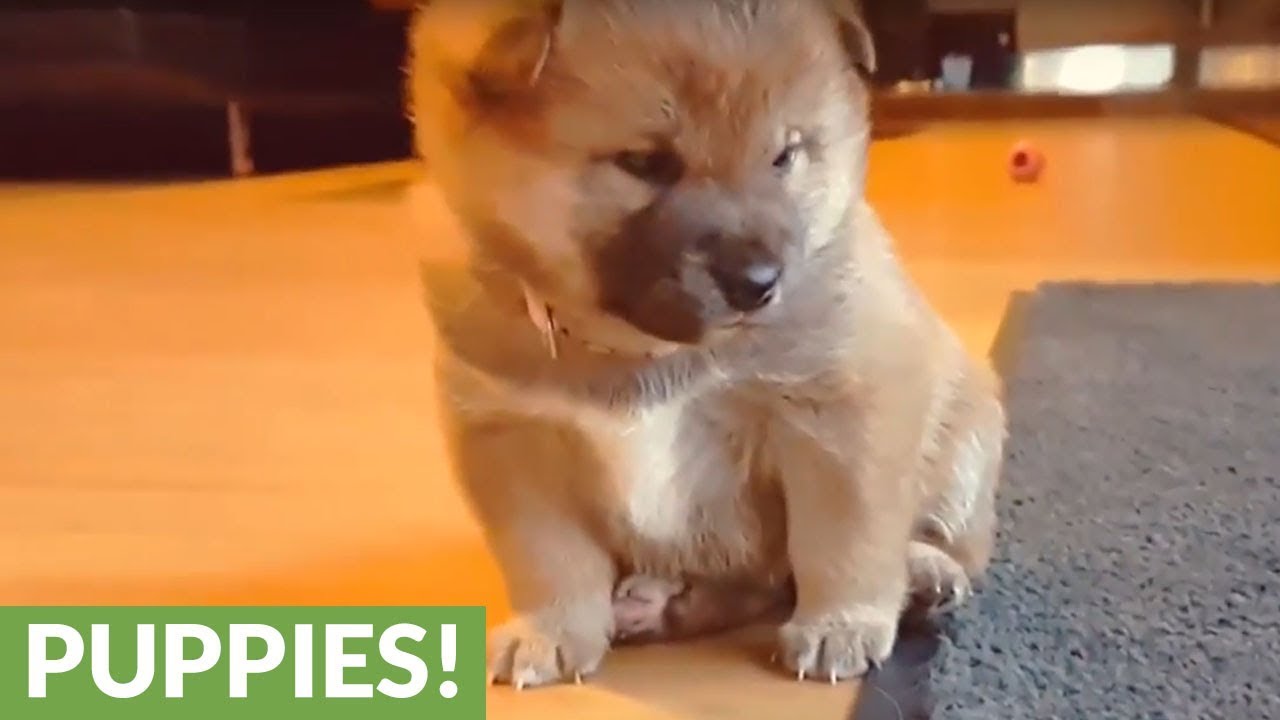 Shiba Inu mom plays with her puppies