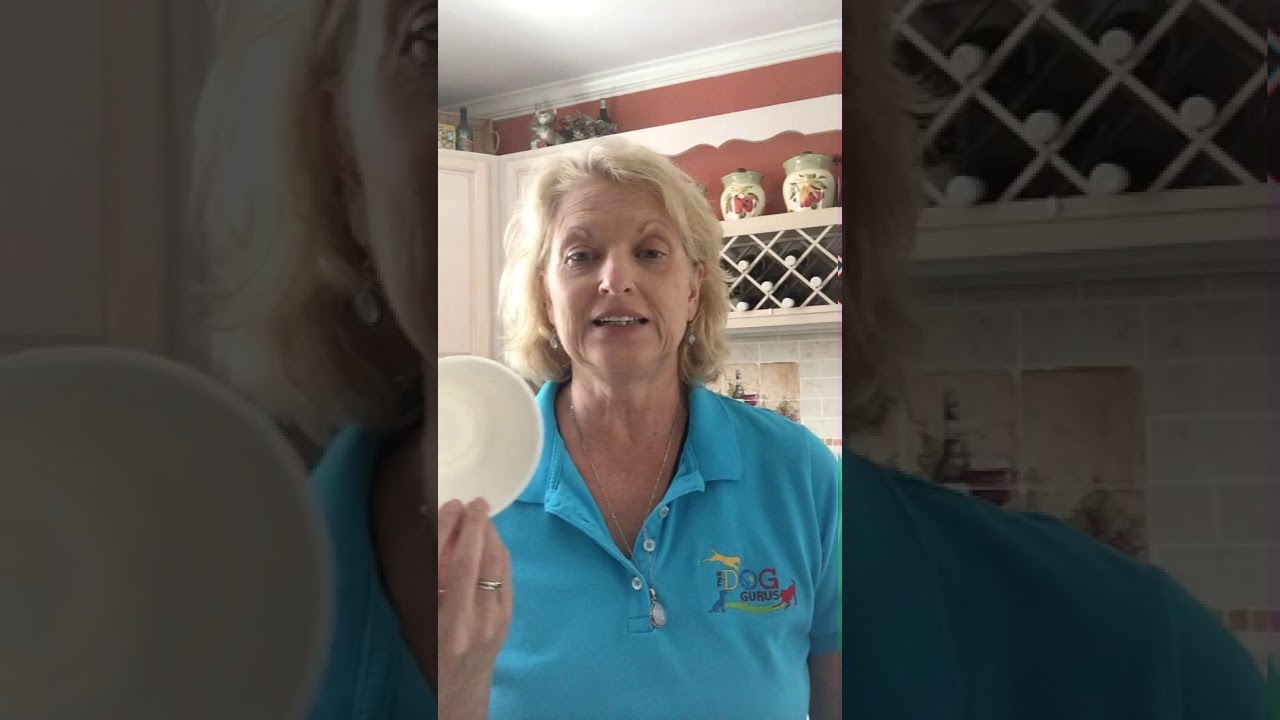 The Dog Gurus Susan Briggs video testimonial