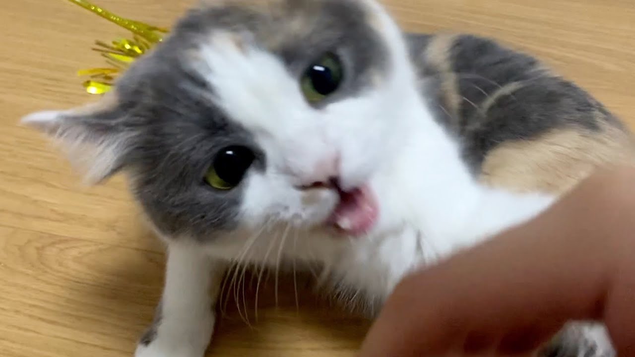 SUB) 술 마시고 고양이 뱃살 만져보았습니다만......