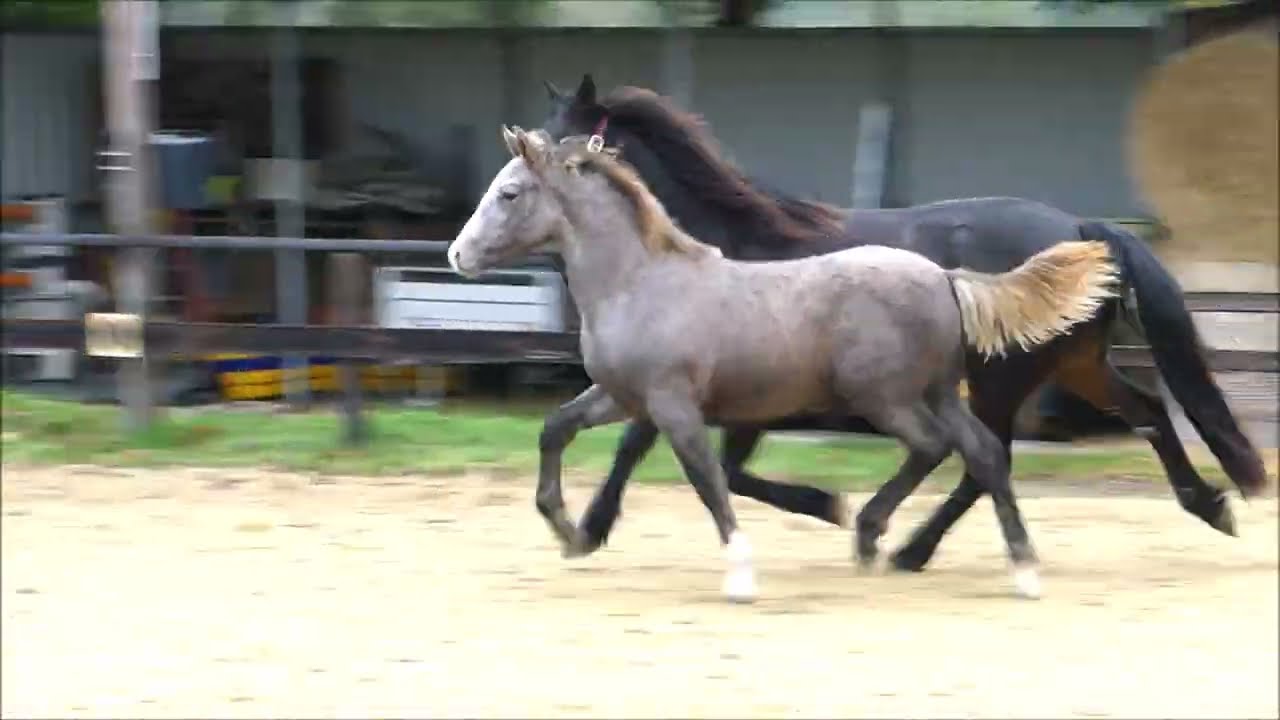 Hohnhorst Sherwyn - Connemara Colt