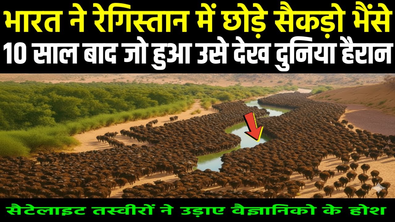 भारत ने रेगिस्तान में छोड़े सैकड़ो भैंसे, 10 साल बाद जो हुआ उसे देख दुनिया हैरान | Ankit Awasthi Sir