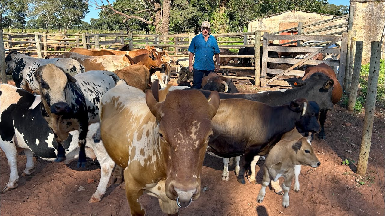 MINIVACAS DE 20 LITROS DE LEITE, PÔNEIS PAMPAS , MINI CABRAS E MUITO MAIS, MUITA VANTAGEM DE CRIAR.
