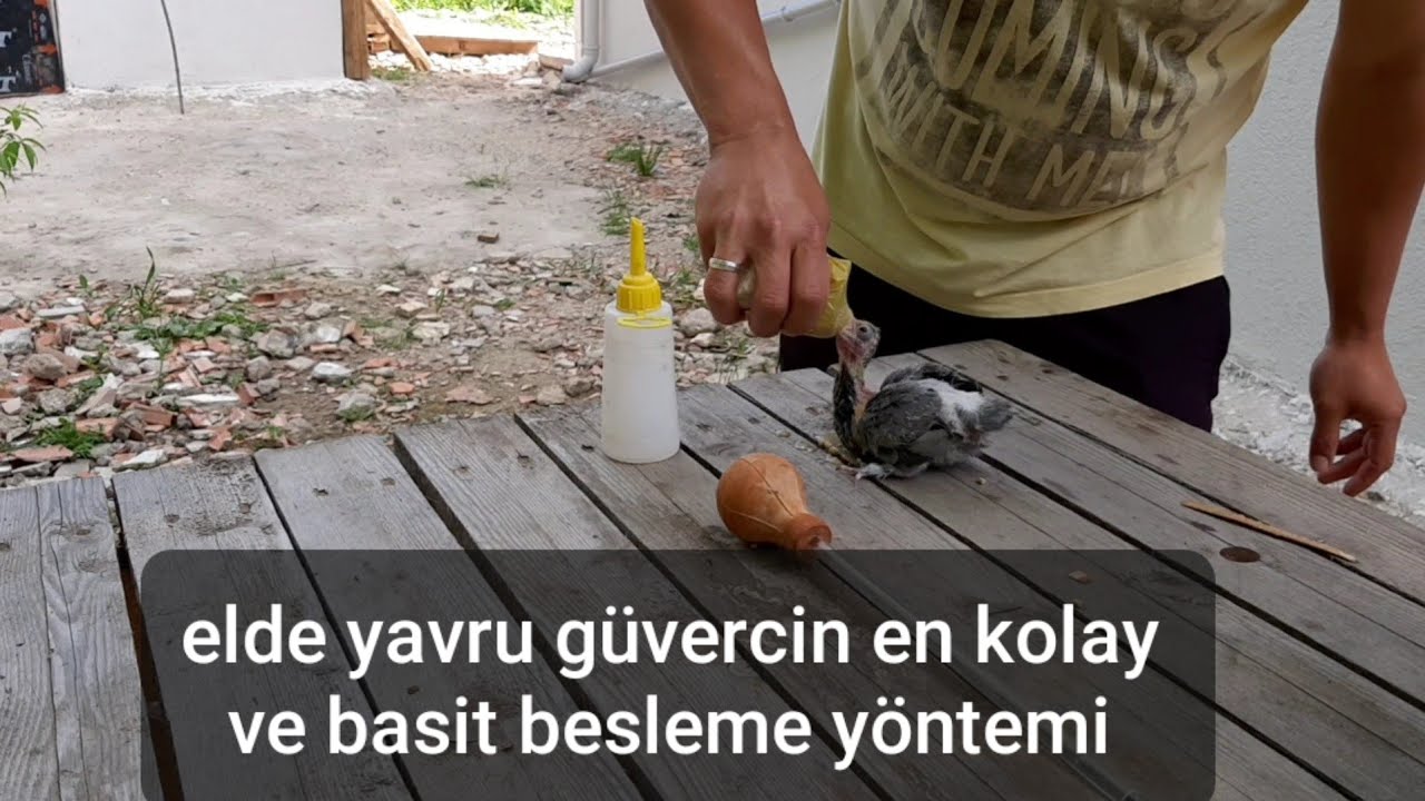 GÜVERCİN YAVRUSU ELLE BESLEMENİN EN KOLAY VE BASİT YÖNTEMİ