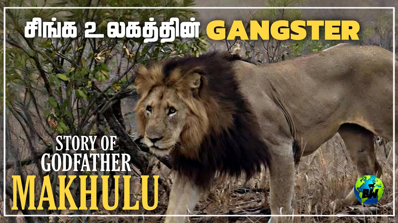 Makhulu Mapogo | சிங்க உலகின் சிறந்த அரசன் | Mapogos coalition | Lions Story | Tamil | BioWorld